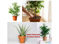 plantes-naturelles-en-pot-decorez-votre-espace-avec-livraison-gratuite-sur-yawaaye-small-0