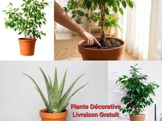 plantes-naturelles-en-pot-decorez-votre-espace-avec-livraison-gratuite-sur-yawaaye
