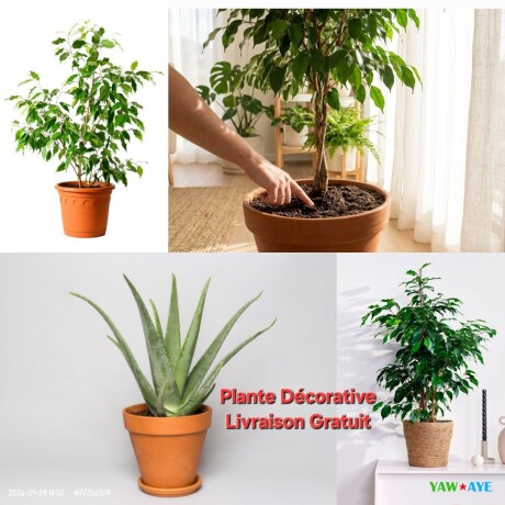 plantes-naturelles-en-pot-decorez-votre-espace-avec-livraison-gratuite-sur-yawaaye-big-1