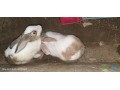adoptez-des-lapins-en-pleine-forme-couple-a-cherir-small-1