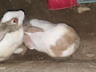 adoptez-des-lapins-en-pleine-forme-couple-a-cherir