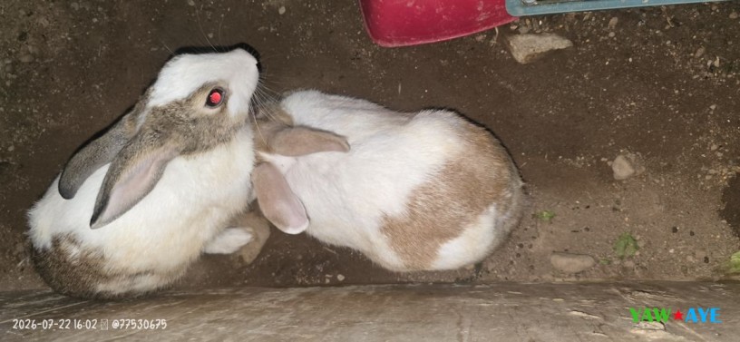 adoptez-des-lapins-en-pleine-forme-couple-a-cherir-big-0