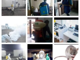 expert-3d-pest-control-disinfection-services-by-djib-say-goodbye-to-unwanted-guests